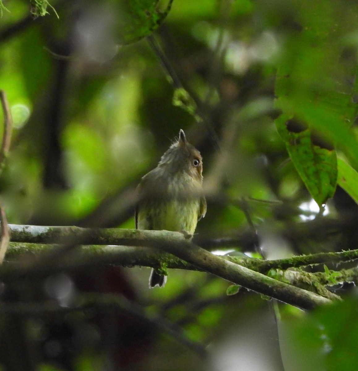 Scale-crested Pygmy-Tyrant - ML642793249