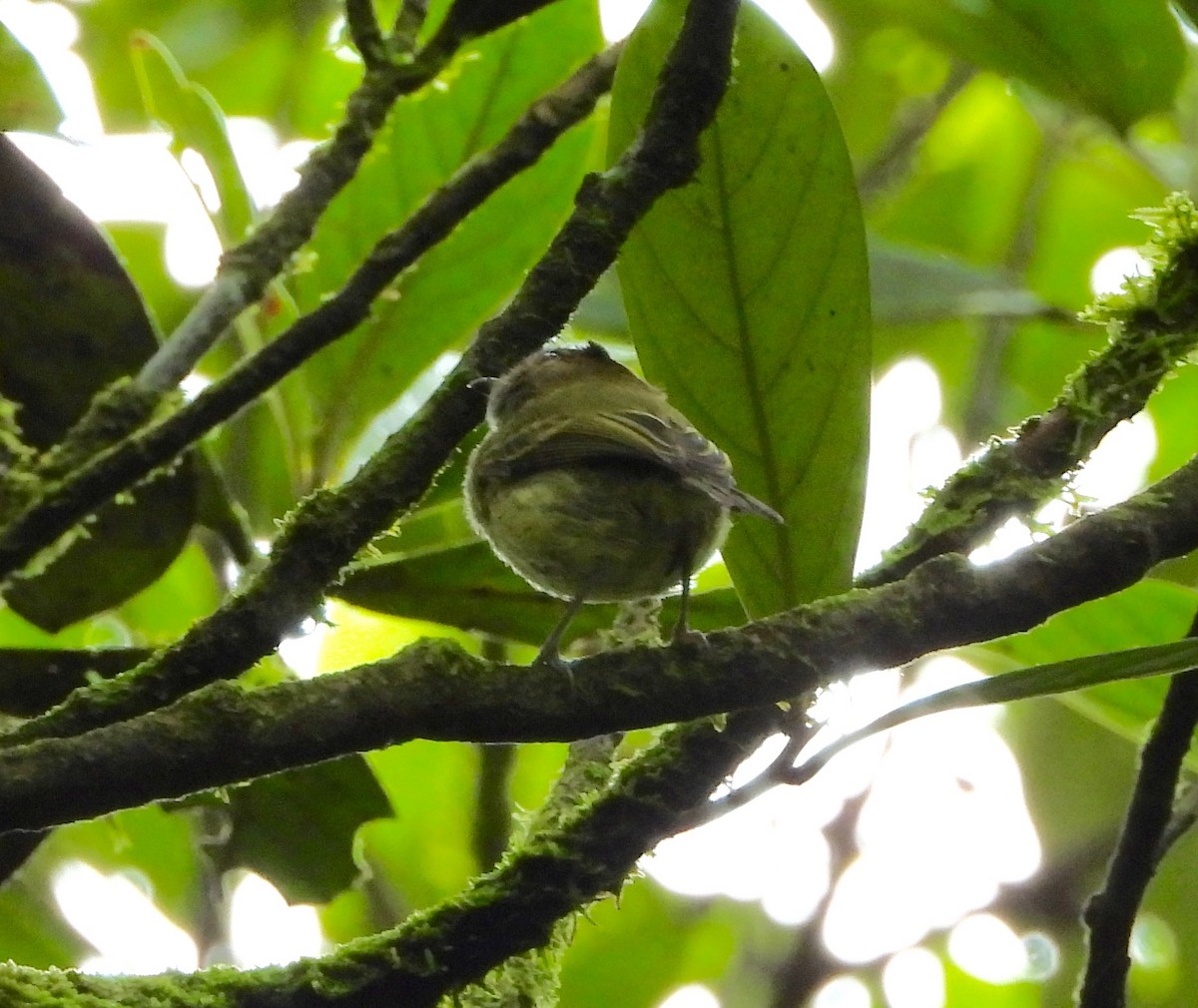 Scale-crested Pygmy-Tyrant - ML642793250