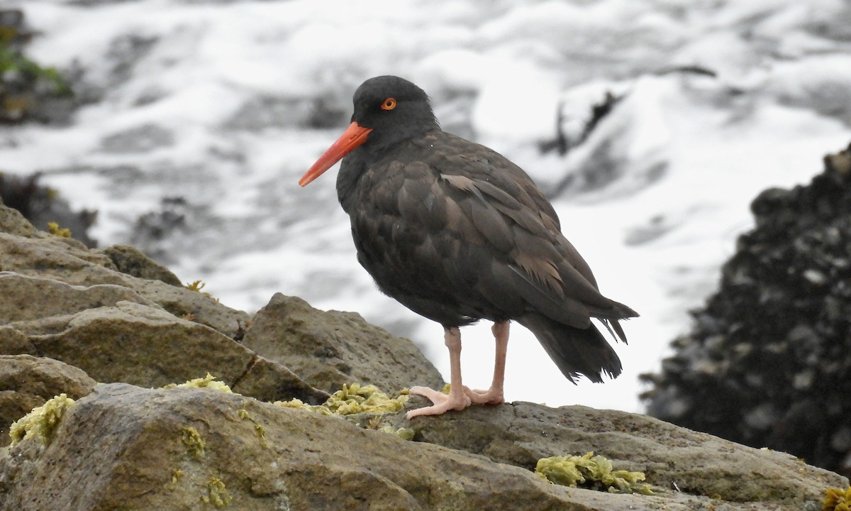 Black Oystercatcher - ML642793259