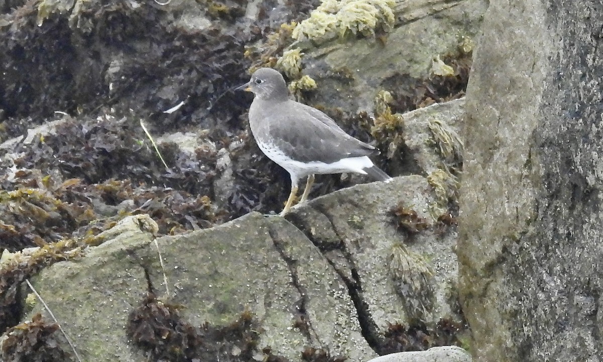 Surfbird - ML642793272