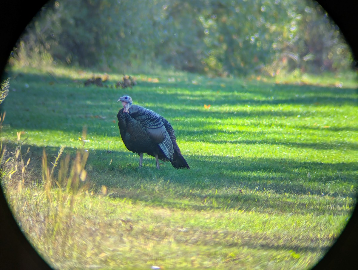 Wild Turkey - ML642793273