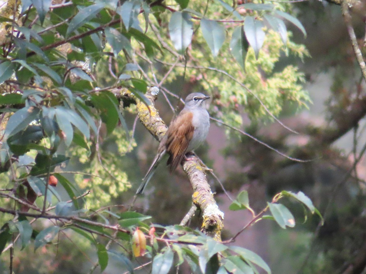 Brown-backed Solitaire - ML642793274