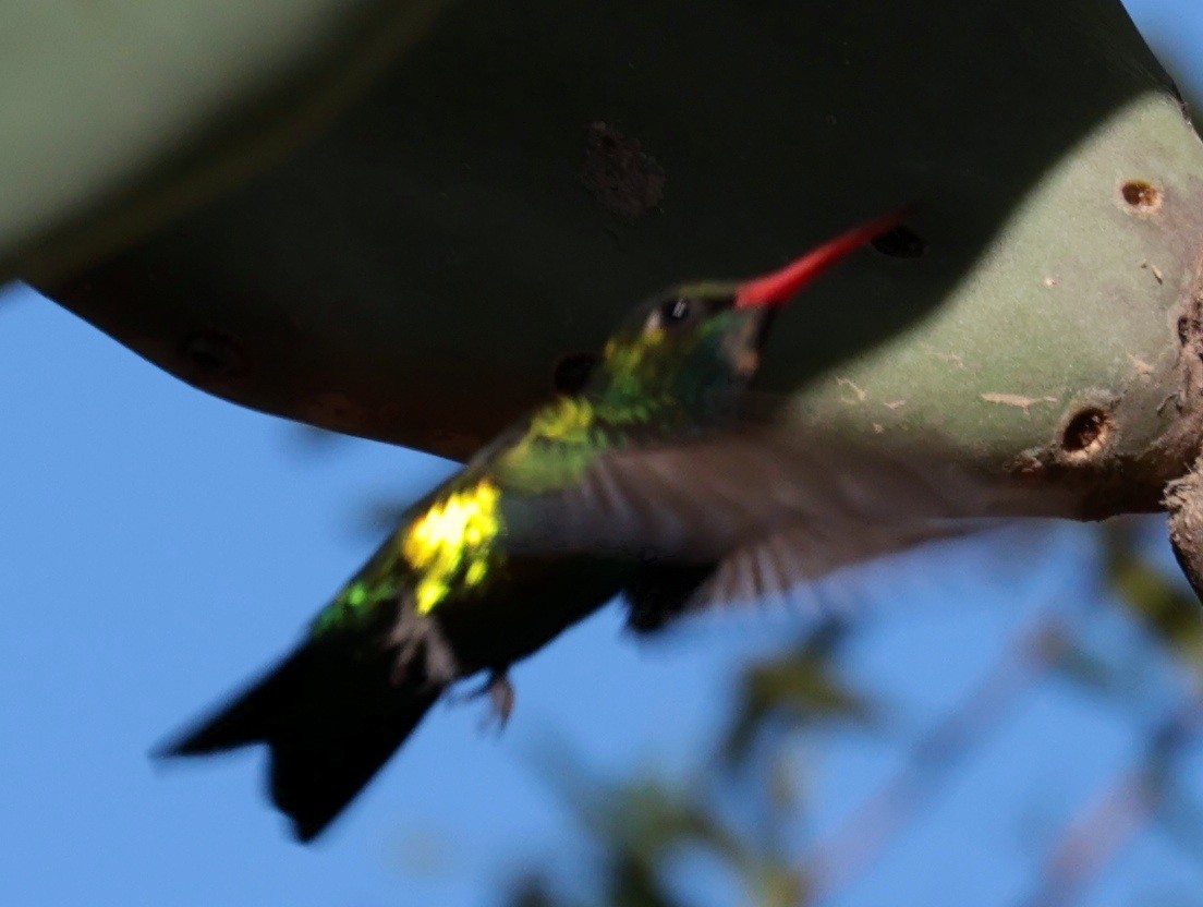 Glittering-bellied Emerald - ML642793276