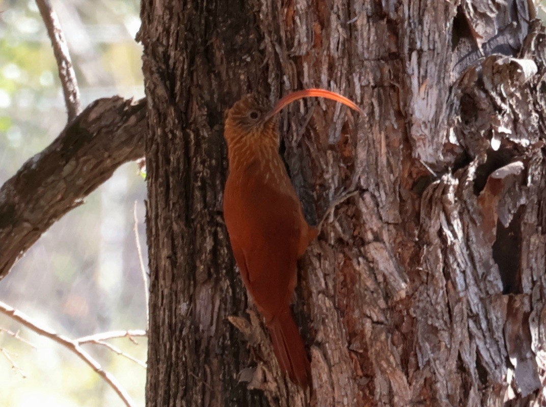 Red-billed Scythebill - ML642793284