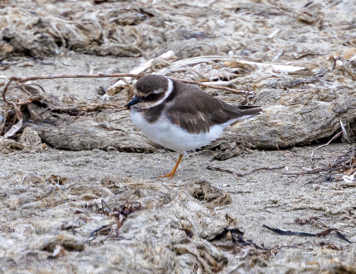 Common Ringed Plover - ML642793306