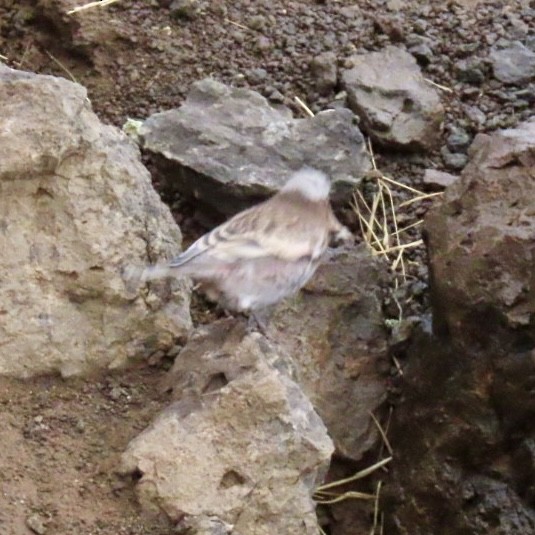 Gray-crowned Rosy-Finch - ML642793310