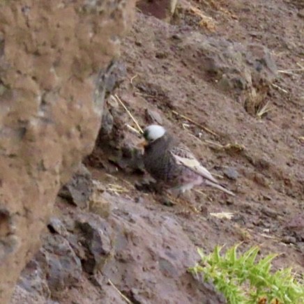 Black Rosy-Finch - ML642793320
