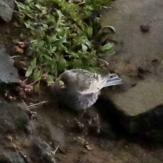 Black Rosy-Finch - ML642793321