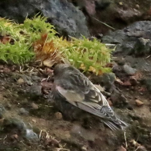 Black Rosy-Finch - ML642793322