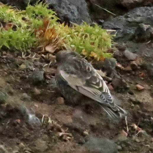 Black Rosy-Finch - ML642793323