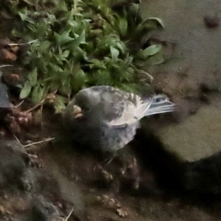 Black Rosy-Finch - ML642793324