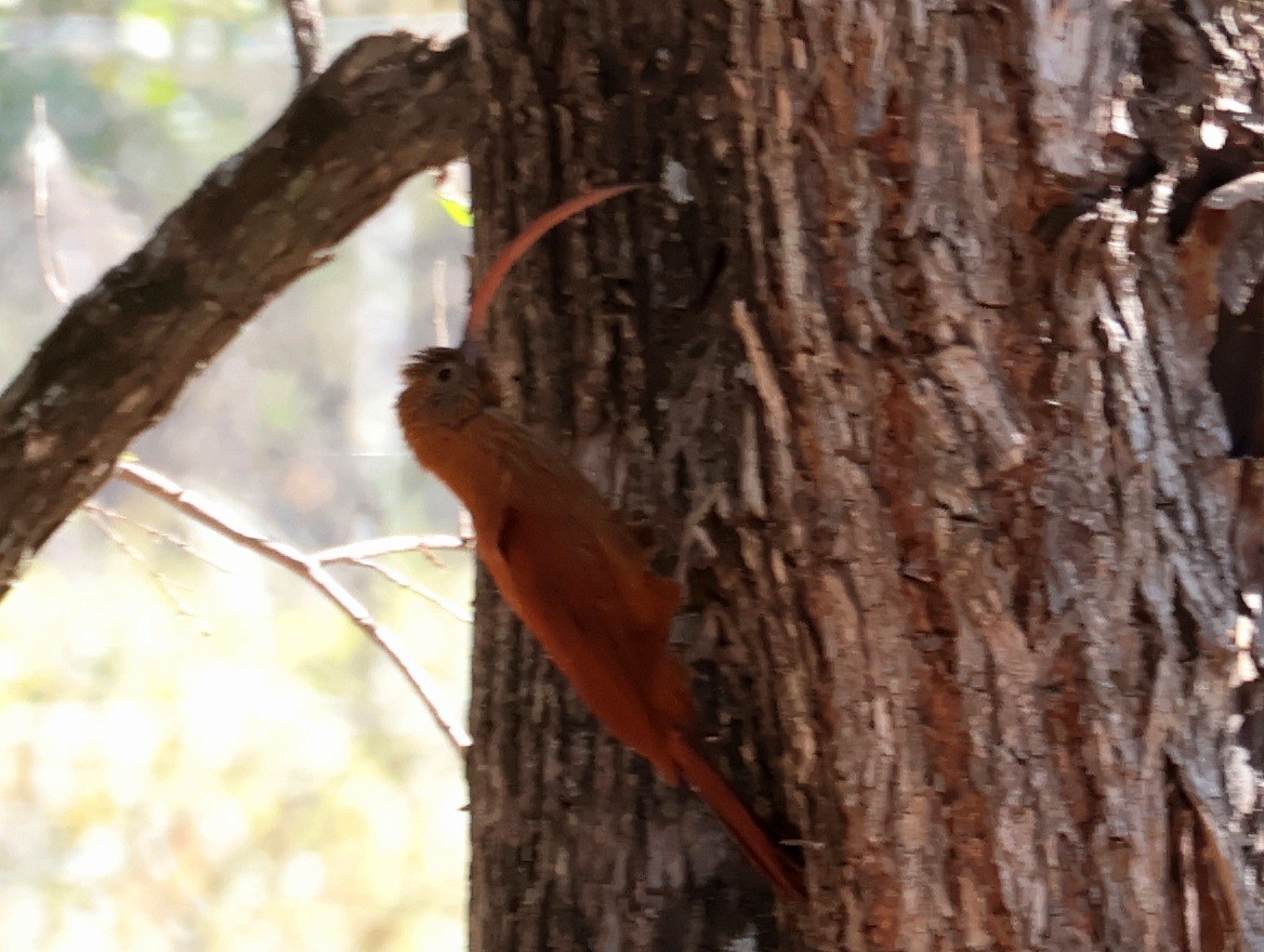 Red-billed Scythebill - ML642793325