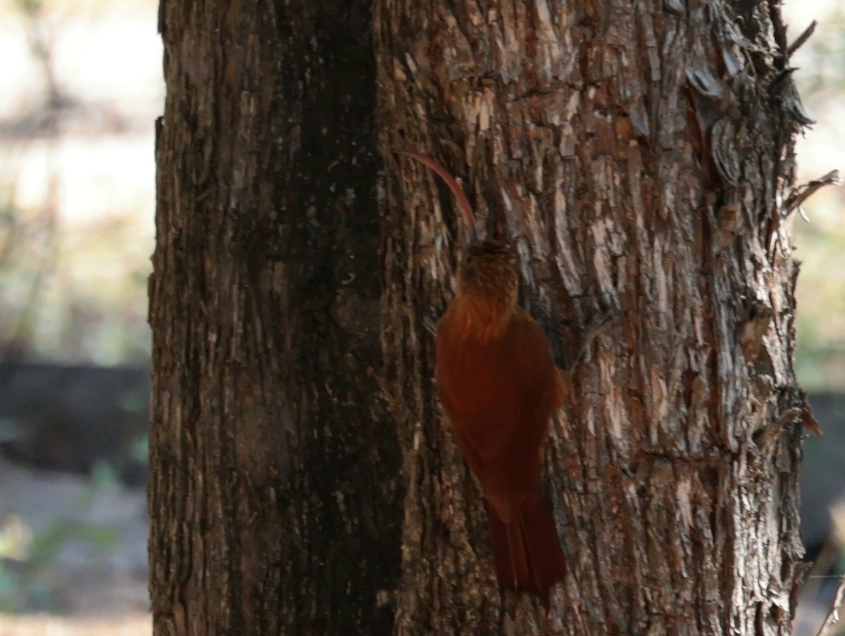 Red-billed Scythebill - ML642793326