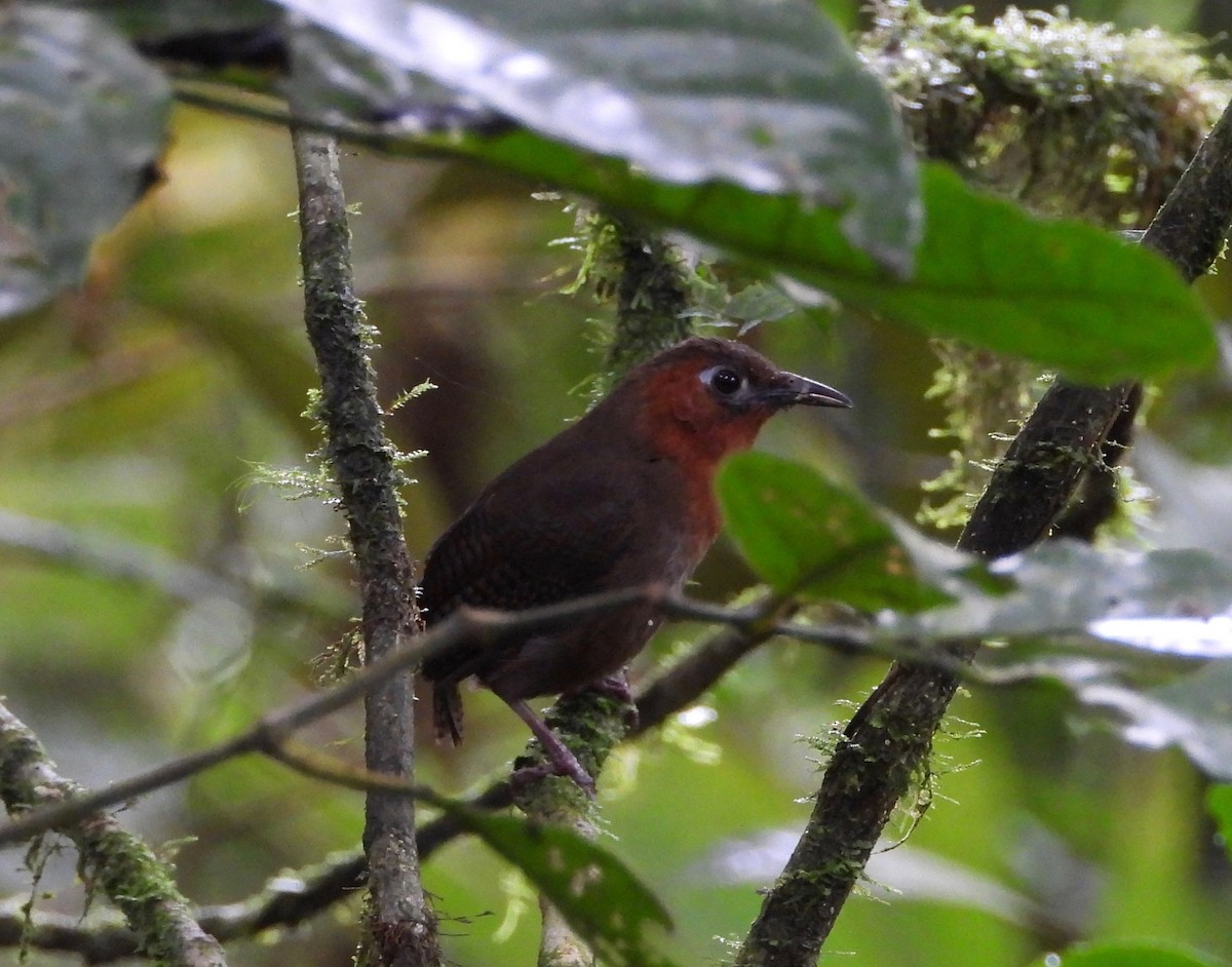 Song Wren - ML642793332