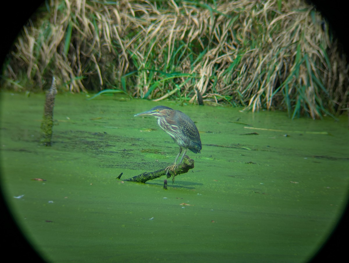 Green Heron - ML642793334