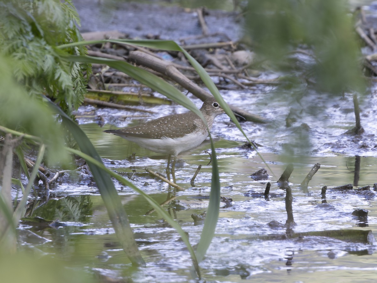 Solitary Sandpiper - ML642793335