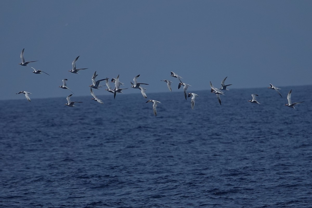Elegant Tern - ML642793337