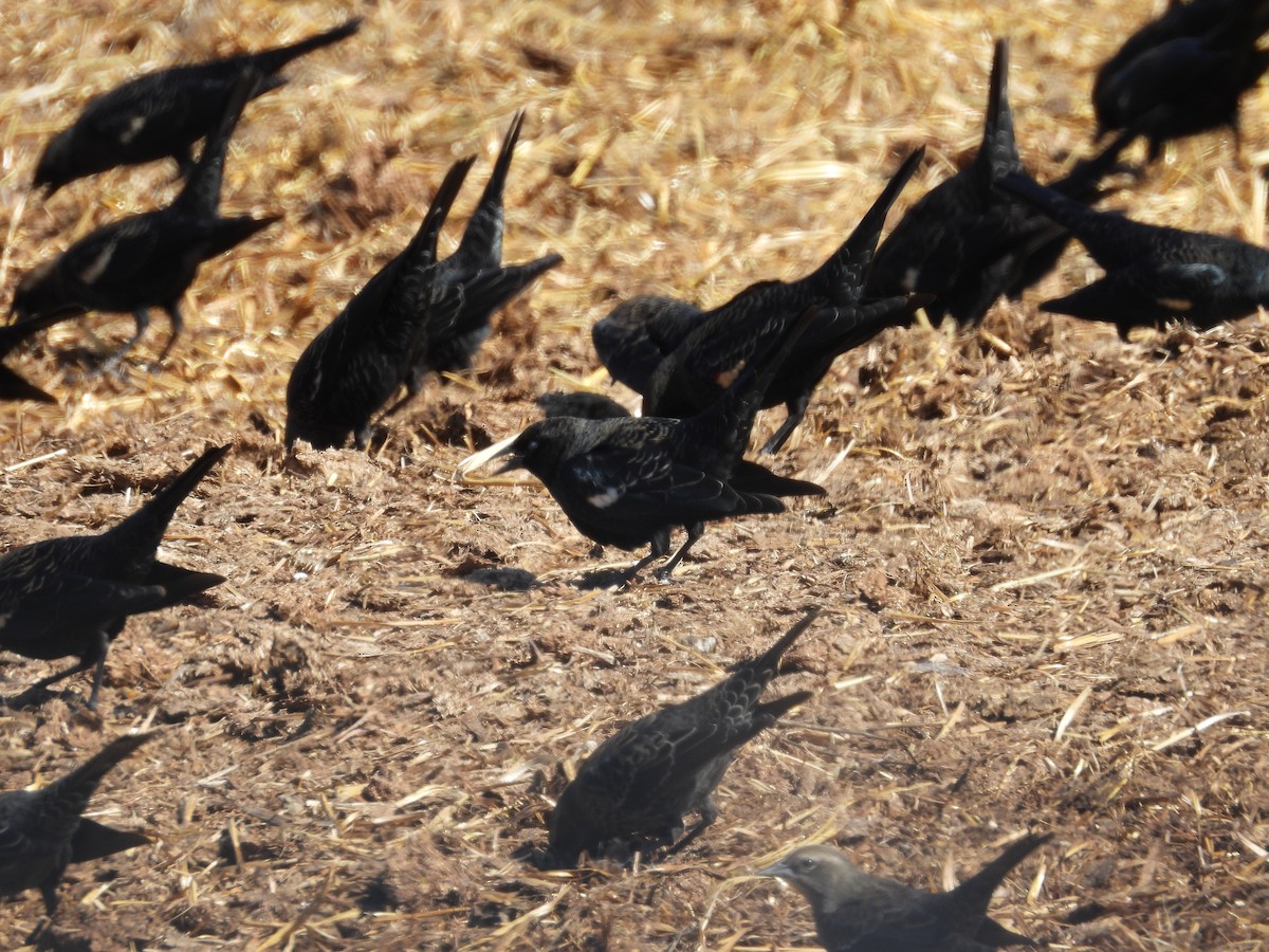 Tricolored Blackbird - ML642793339