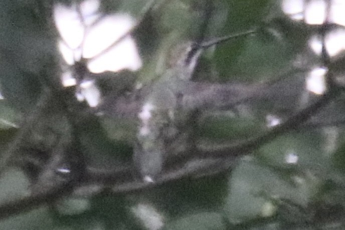 Long-billed Starthroat - ML642793340