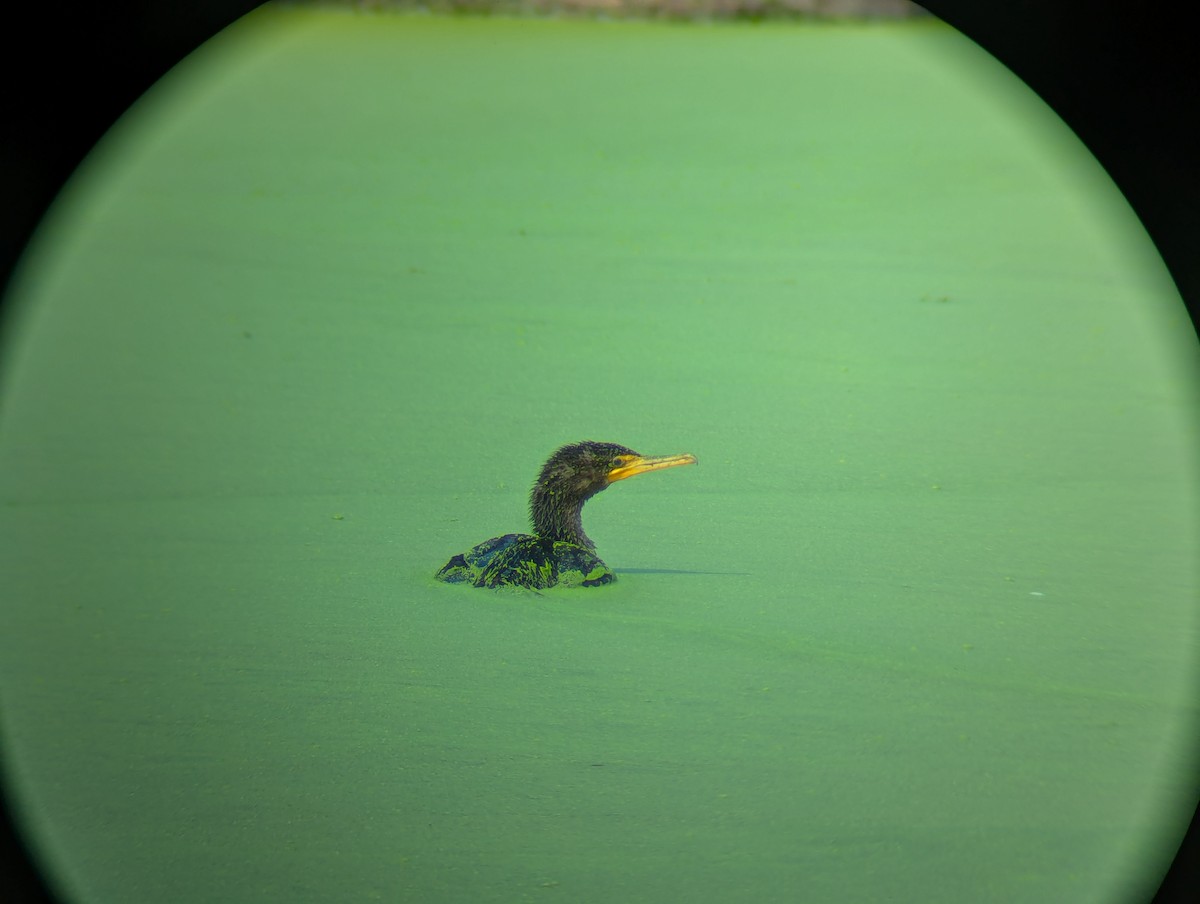 Double-crested Cormorant - ML642793341