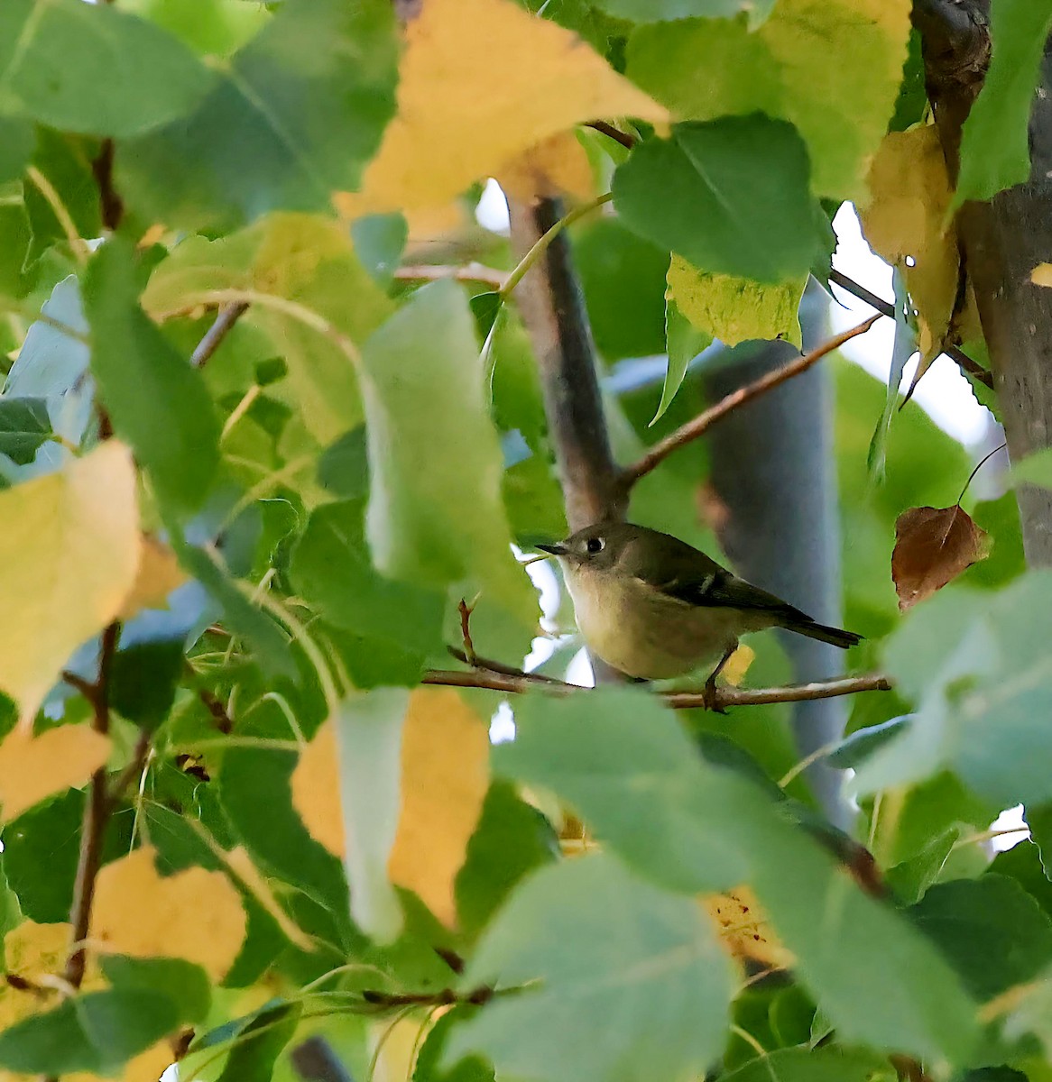 Ruby-crowned Kinglet - ML642793346