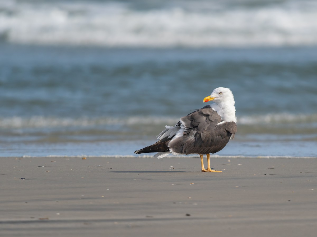 Lesser Black-backed Gull - ML642793368