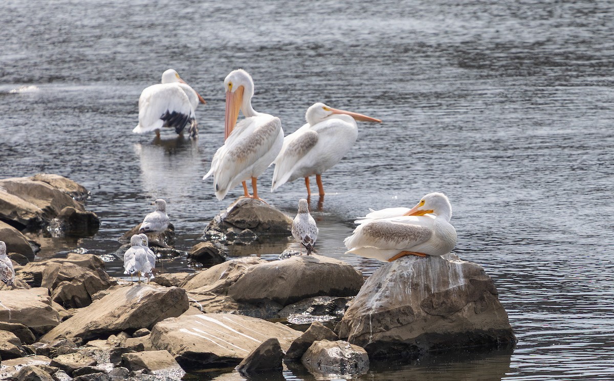 amerikapelikan - ML642793395