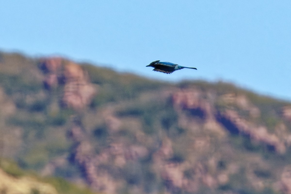 Steller's Jay (Southwest Interior) - ML642793396