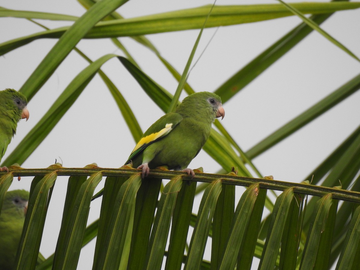 White-winged Parakeet - ML642793429