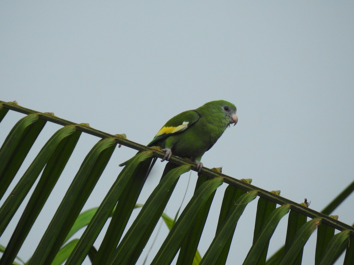 White-winged Parakeet - ML642793431