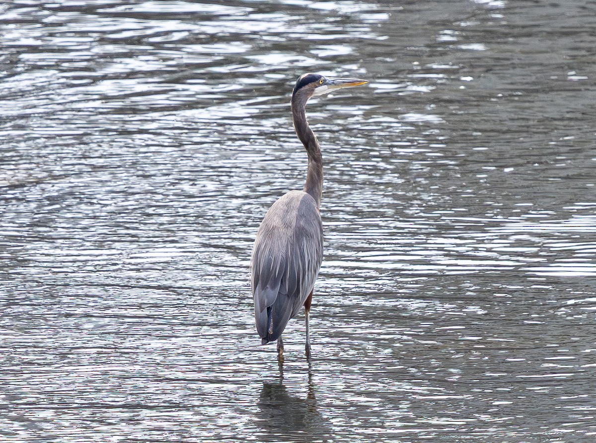 herodiashegre - ML642793439