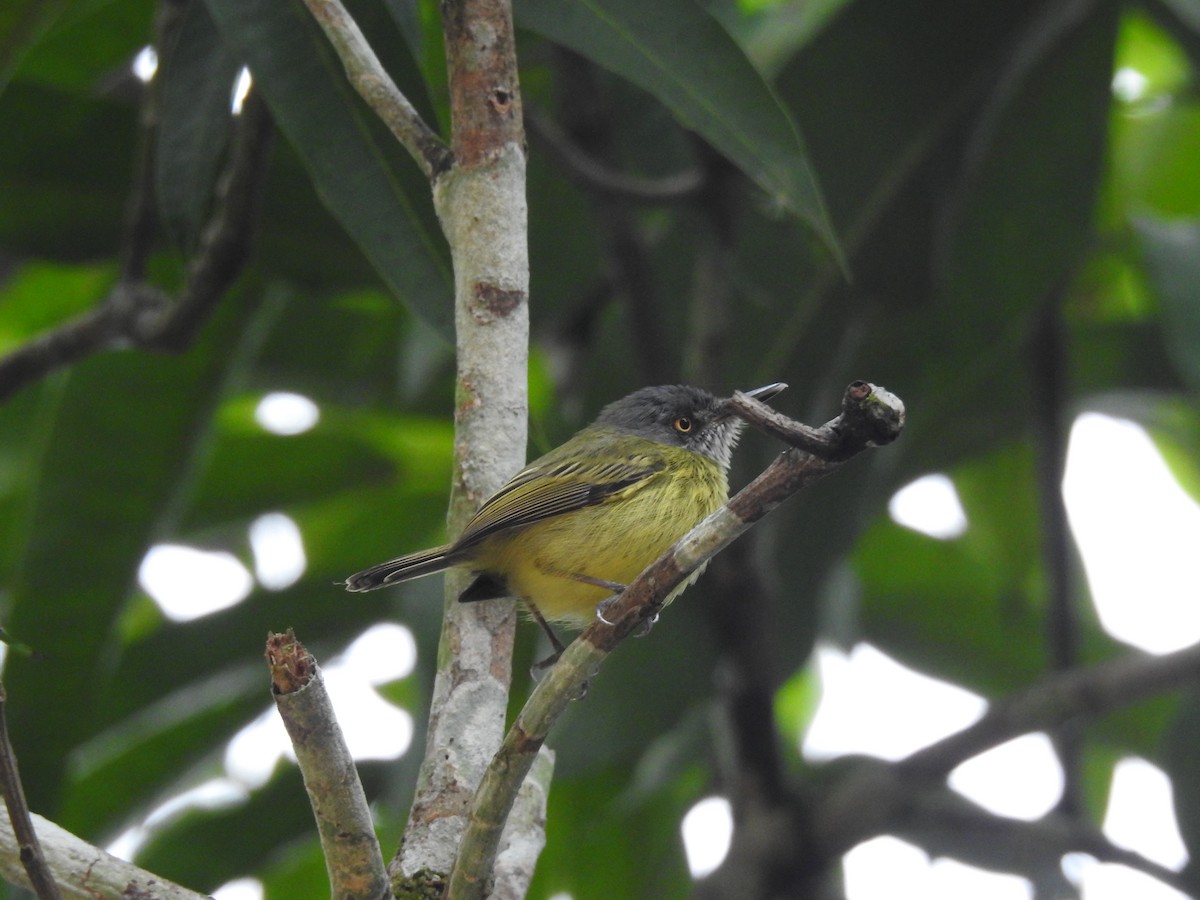 Spotted Tody-Flycatcher - ML642793448