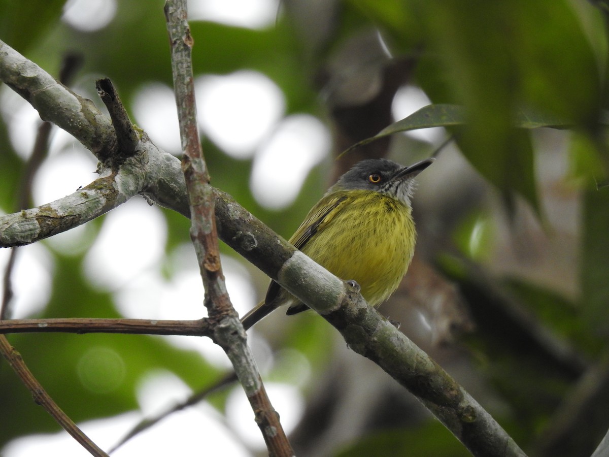 Spotted Tody-Flycatcher - ML642793449
