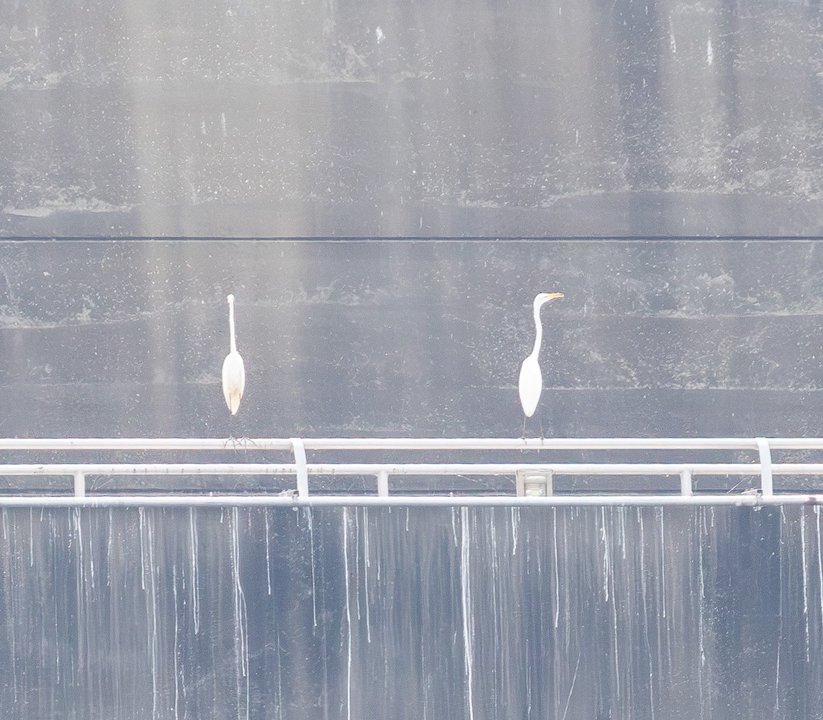 egretthegre - ML642793450