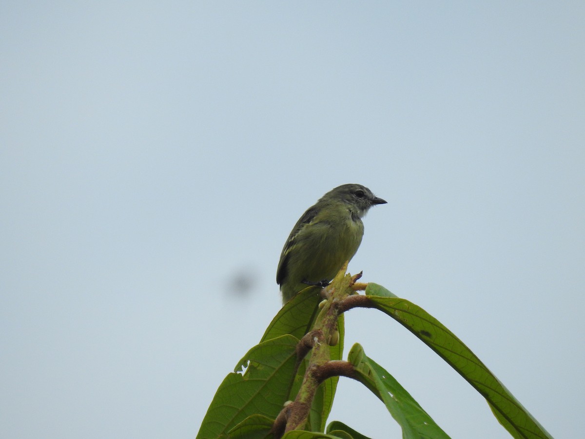 Yellow-crowned Tyrannulet - ML642793452