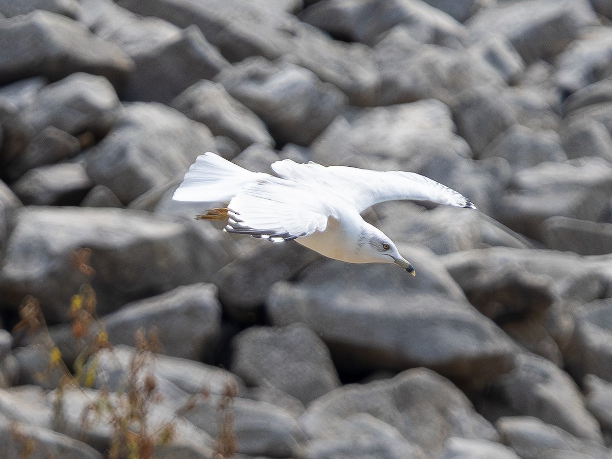 ringnebbmåke - ML642793468