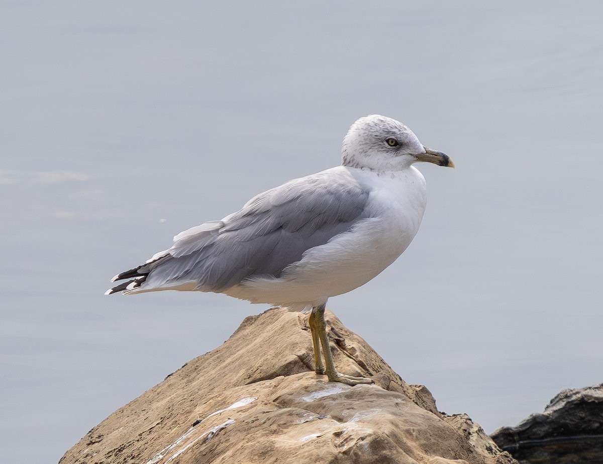 ringnebbmåke - ML642793469