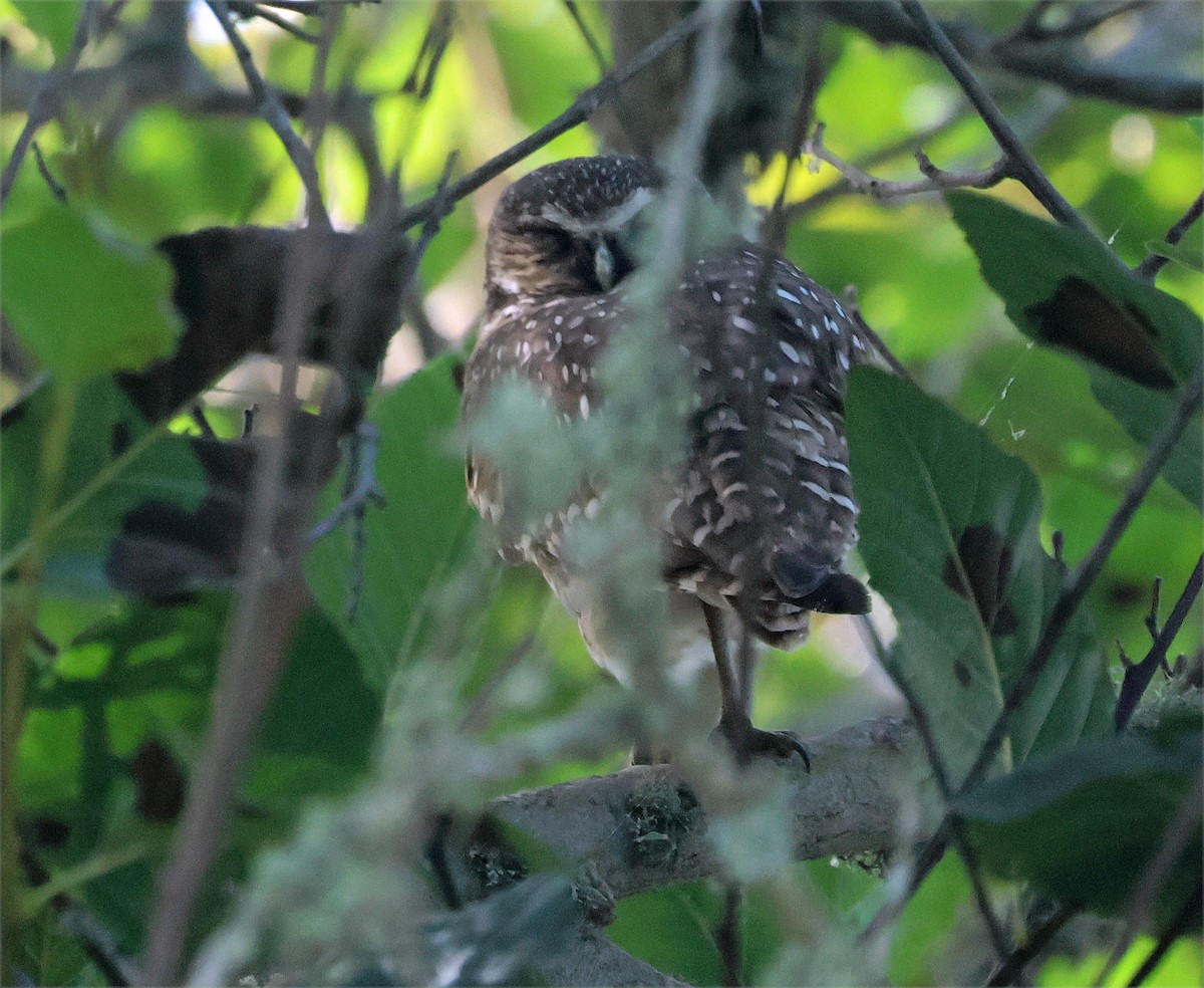 アナホリフクロウ（hypugaea／rostrata） - ML642793473