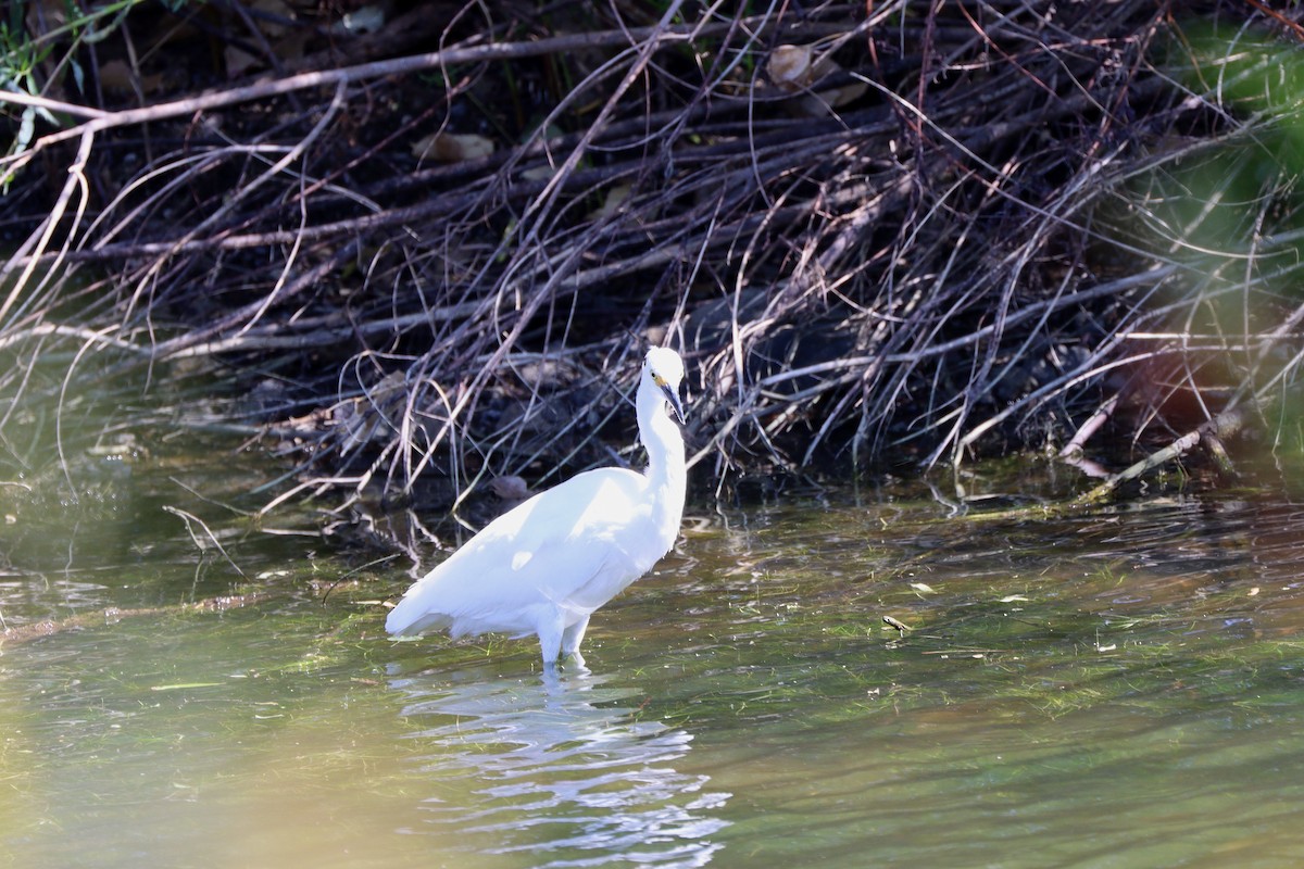 Aigrette neigeuse - ML642793474