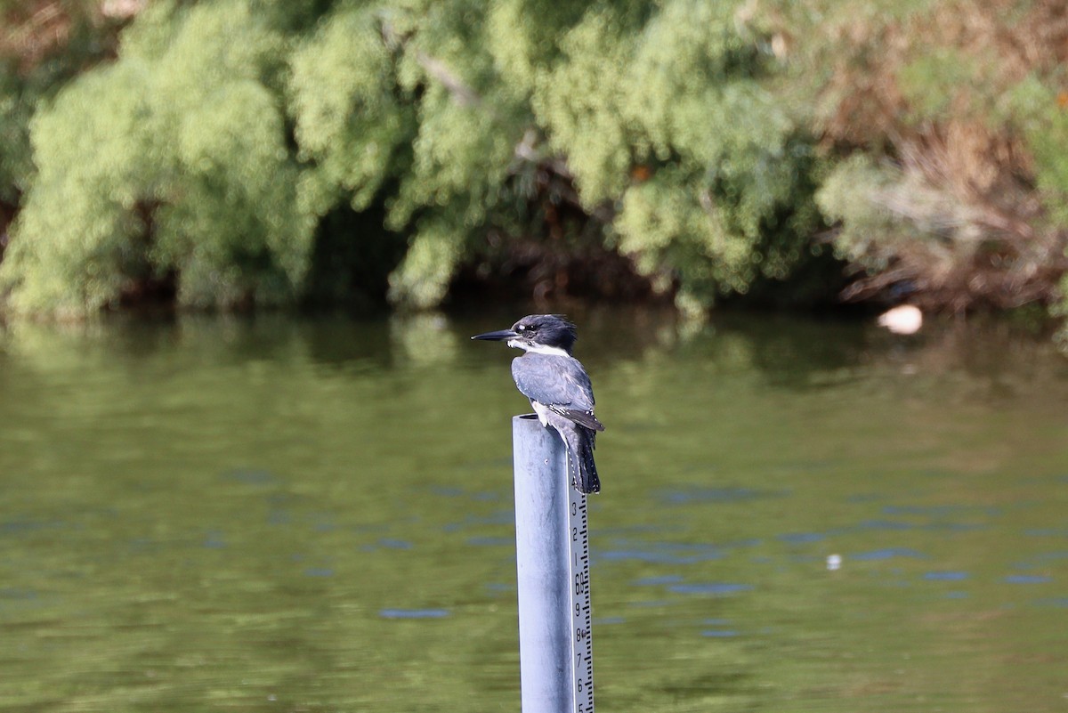 Martin-pêcheur d'Amérique - ML642793482