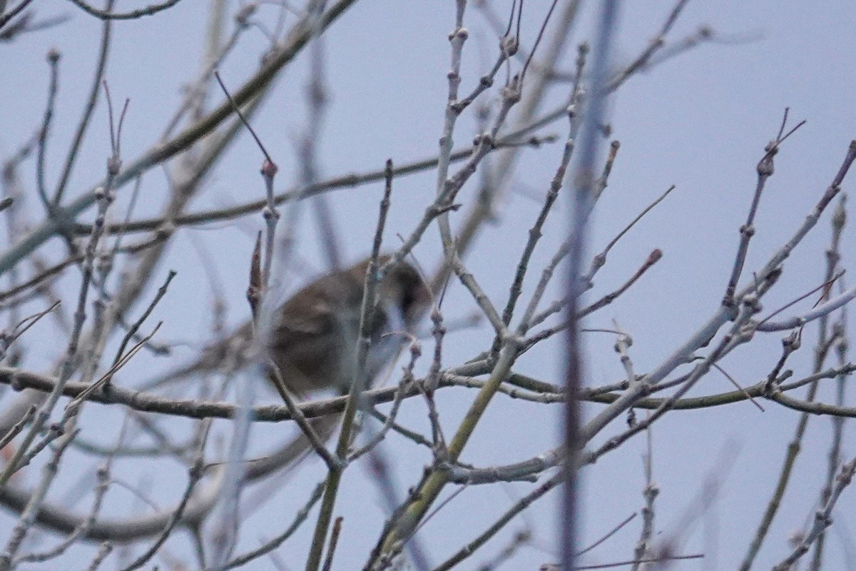 Harris's Sparrow - ML642793484
