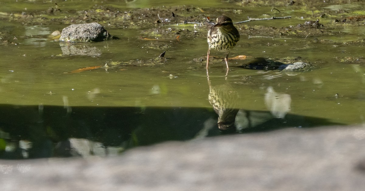 Northern Waterthrush - Richard  Davis