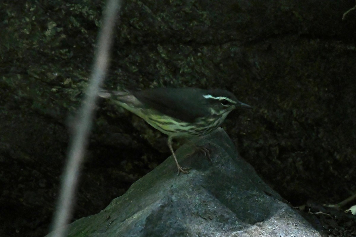 Louisiana Waterthrush - ML642793486