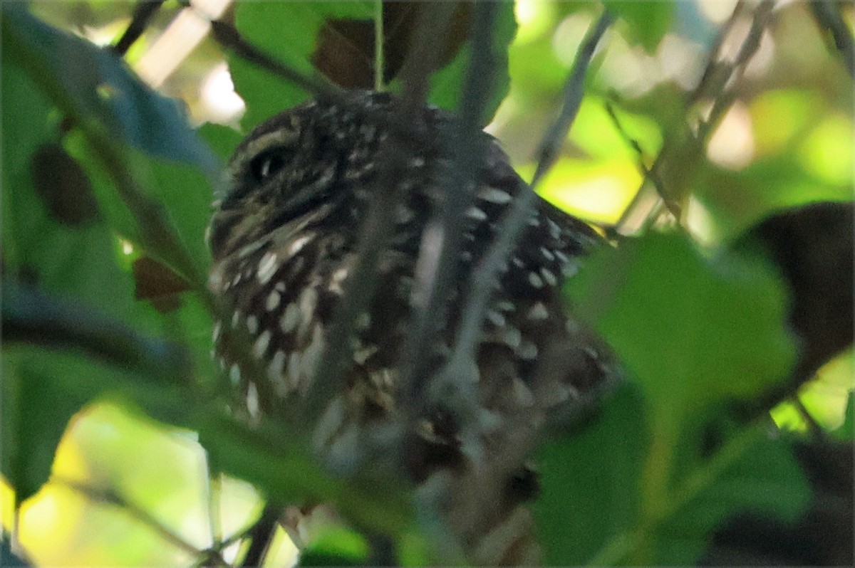 アナホリフクロウ（hypugaea／rostrata） - ML642793487
