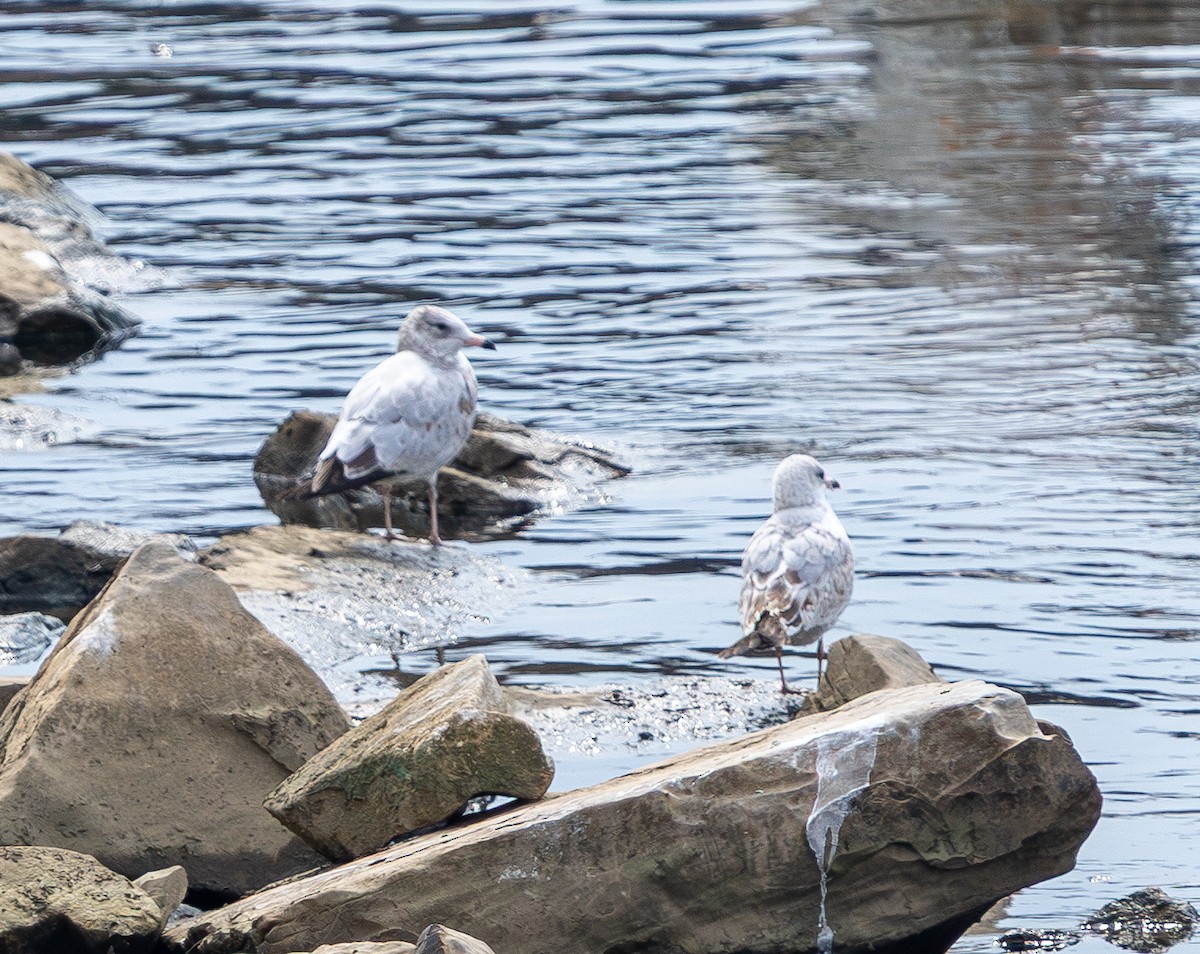 ringnebbmåke - ML642793498