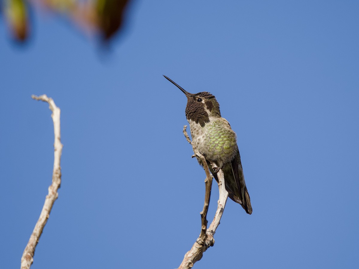 Anna's Hummingbird - ML642793503