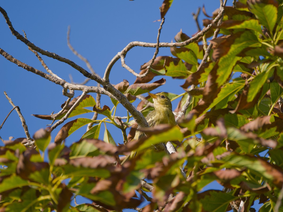 Western Tanager - ML642793512
