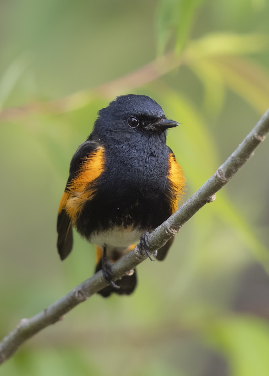 American Redstart - ML642793522