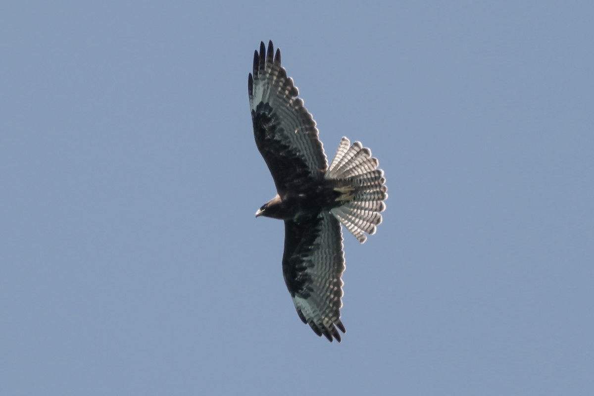 Galapagos Hawk - ML642793525