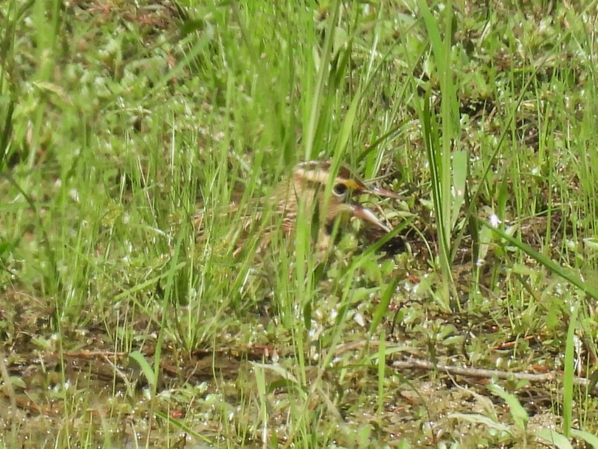 Eastern Meadowlark - ML642793550